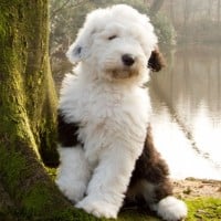 Old English Sheepdog