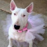 Bull Terrier