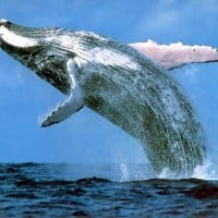 Whales