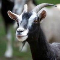 Goats