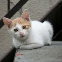 Colorpoint Shorthair