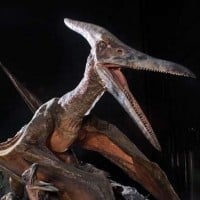Pteranodon - Jurassic Park III