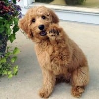 Goldendoodle 