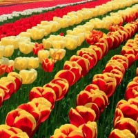 Canadian Tulip Festival, Canada