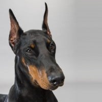 Doberman Pinscher