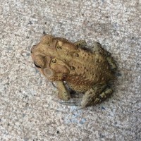 Toads