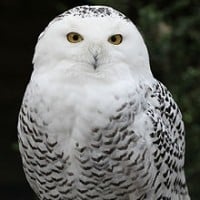 Hedwig