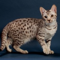 Ocicat