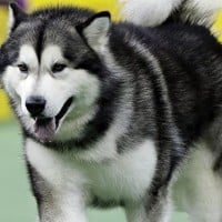 Alaskan Malamute 