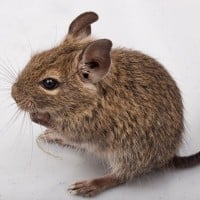 Degu