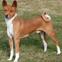 Basenji