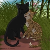 Medicine Cats Falling in Love