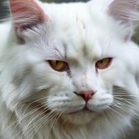 "You will be a great leader. Do what you think is right." - Whitestorm