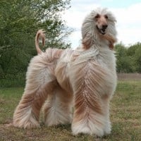 Afghan Hound