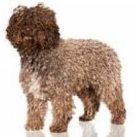 Spanish Water Dog
