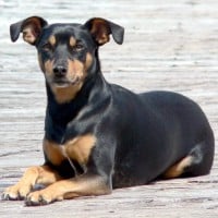 Manchester Terrier