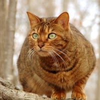 Bush that Bristles Like Fur