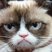 Grumpy Cat