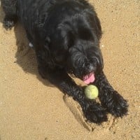 Black Russian Terrier