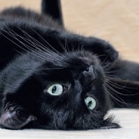 Lay Down With An Animal Pet