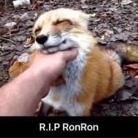 Ronron