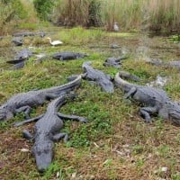 Everglades National Park (Florida)