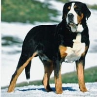 Greater Swiss Mountain Dog