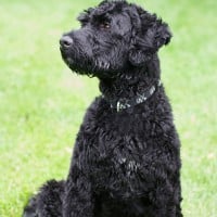 Portuguese Water Dog