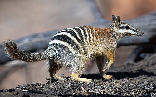Numbat