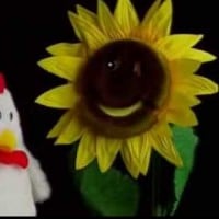 Talking Sunflower (Baby Bach)
