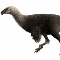 Ornitholestes