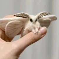 Venezuelan Poodle Moth