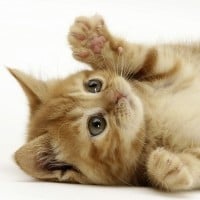 All the Cats that Look the Same