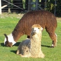 Alpaca