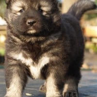Caucasian Shepherd
