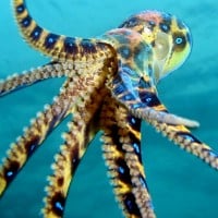 Blue Ringed Octopus