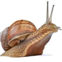 Snail
