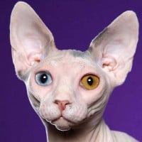 Sphynx