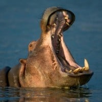 Hippos
