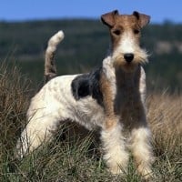 Wire Fox Terrier