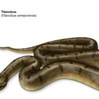 Titanoboa