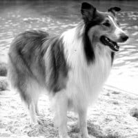 Rough Collie