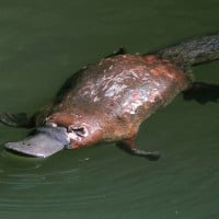 Platypus