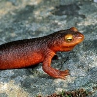 Salamanders
