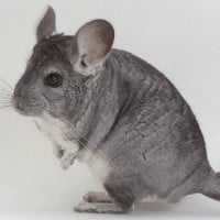 Chinchillas