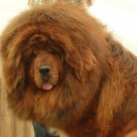 Tibetan Mastiff