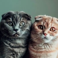 Scottish Fold