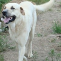 Anatolian Shepherd Dog