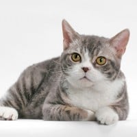 American Wirehair