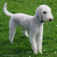 Bedlington Terrier